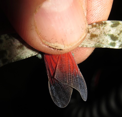 wings costarica fulgoridae richhoyer