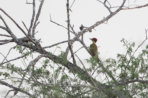 brazil bahiastate jeremoabo piculuschrysochloros goldengreenwoodpecker