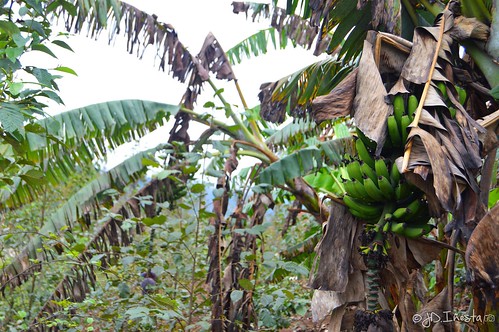 naturaleza verde plantas plátanos plátano