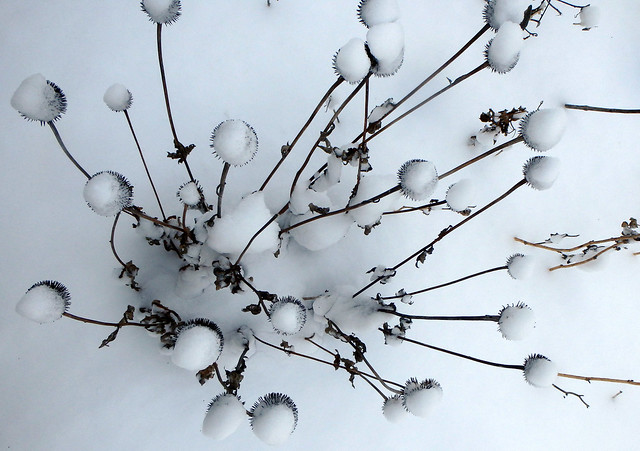 white coneflowers covered in snow