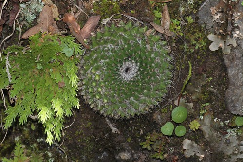 Mammillaria confusa (Cactaceae)