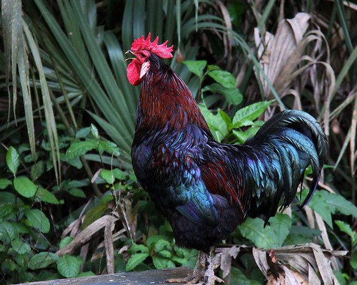 florida rooster