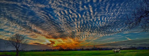 uk trees sunset sky church field clouds cattle lincolnshire cloudscape mackerelsky tonemapping langtoft