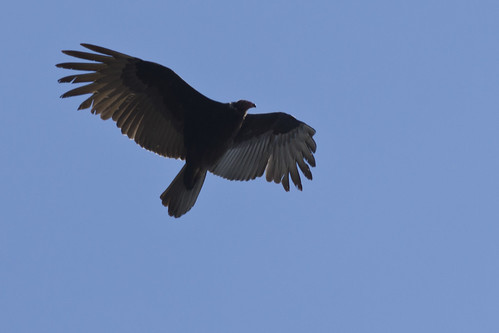 nature birds animals easter vultures arkansas batesville