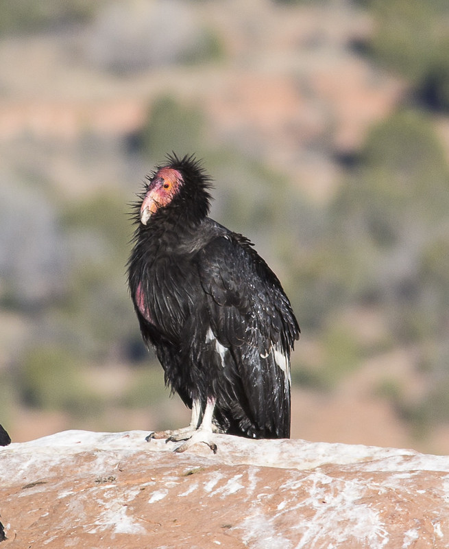 Vermilion Cliffs National Monument - Condor Viewing Site