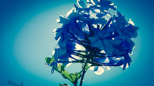 blue sunset pordosol wallpaper sun portugal beautiful amazing paint bokeh hd algarve hdr suelo blueflower davidnunes
