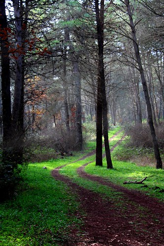 green forest path cassanodellemurge