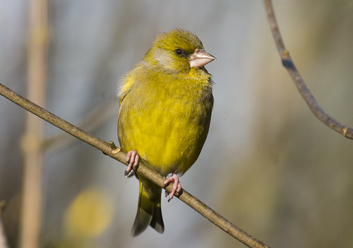 Greenfinch, The Lodge RSPB, 7th February 2016