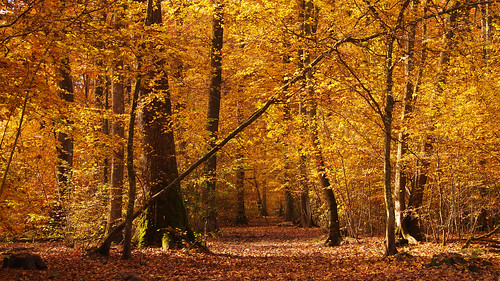 wood autumn trees france tree forest woodland gold woods champagne olympus diagonal intothewoods vezey