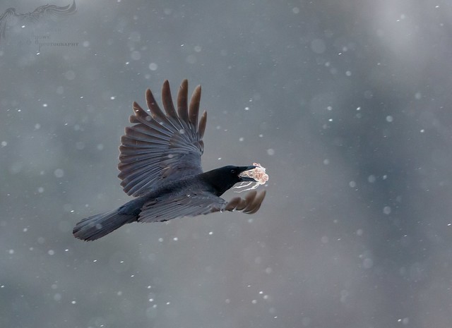 Crow in the Snow 2_15