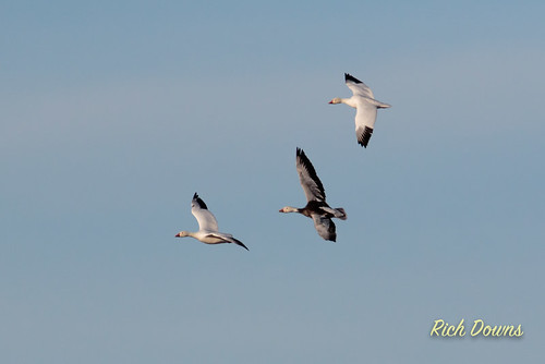 blue snow newmexico us geese unitedstates goose flats management bosque area mass waterfowl bernardo audubon joppa