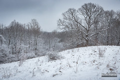 Snowy Oak Hill