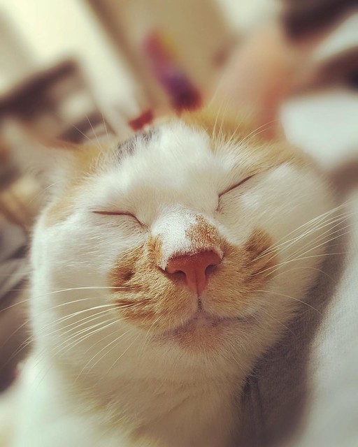 熟睡中〜😌😌😌 #cat #cats #catsofinstagram #catstagram #instacat #instagramcats #neko #nekostagram #猫 #ねこ #ネコ# #ネコ部 #猫部 #ぬこ #にゃんこ #ふわもこ部