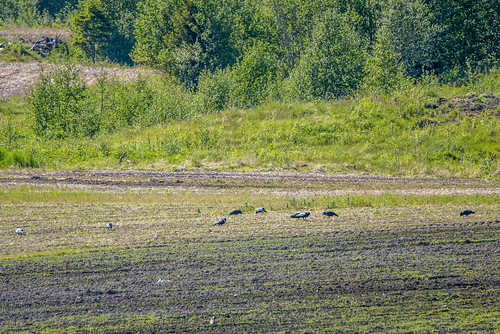 farmland kaie corvusmonedula eurasianjackdaw verdal nordtrønderlag leksdalsvatnet fugleturjuni2015 nedremoen
