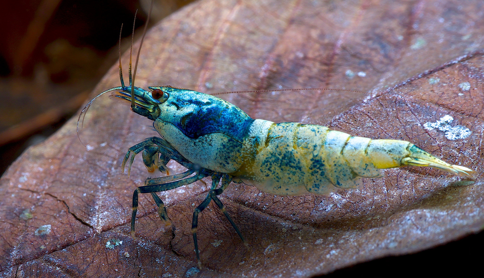 Blue bolt shrimp