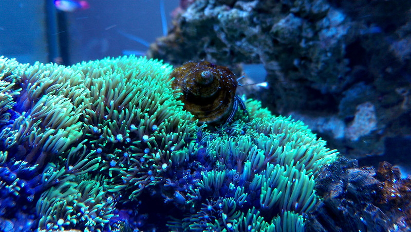 ReefCentral-Picture-56
