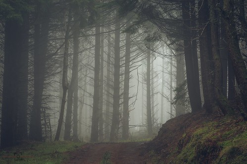longexposure trees winter mist pine forest canon woodland landscape scotland track perthshire spooky