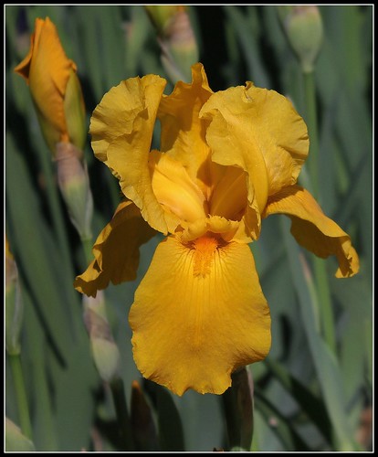 Iris jaune d'or 1 bitone - Claire [identification non terminée] 24791647482_1242800379