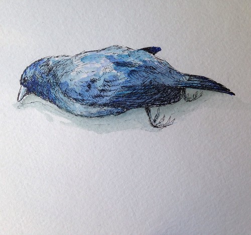 Dead indigo bunting. I found him while cycling outside Willard, Missouri last summer. He hadn't been there long. He was too pretty not to honor him with a painting.