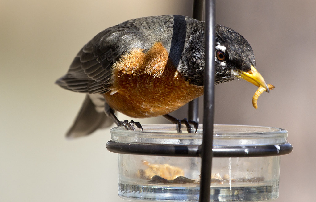 Robin bird eating meal worms