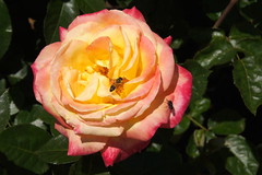 Love and Peace Rose at Bravo Lake Botanical Garden in Woodlake