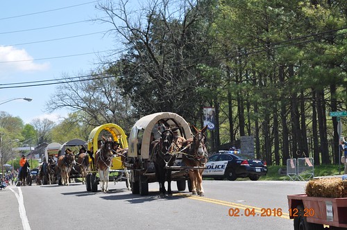 horses parade mule wagons riders muleday muledayparade