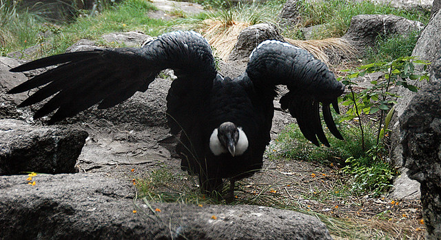 A condor stretching its wings at the zoo in Buenos Aires, Argentina