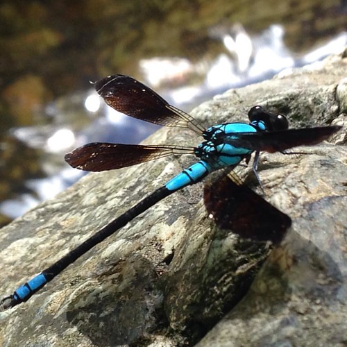 Crystal Blue Dragonfly