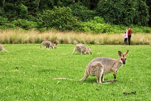 animals australia kangaroo wallaby marsupial wallabies macropusrufogriseus кенгуру bunyamnp