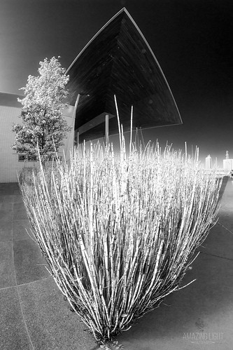 park street plants white abstract black cold building tree architecture garden blackwhite glow moody texas unitedstates outdoor bamboo fisheye glowing beaumont jeffersoncounty eventcentre lenstagger