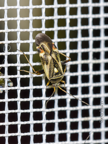 macro nature bug insect polymerus miridae unifasciatus d7000 blakė žolblakė baltaraištė