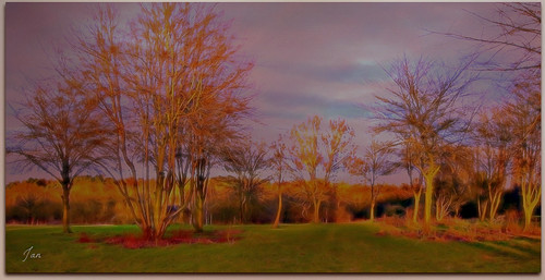 trees sun landscape ngc npc textured winterlight topaz lateafternoon pypehayespark jan130 picmonkey