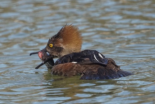 Female Hooded Merganser with a fish.
