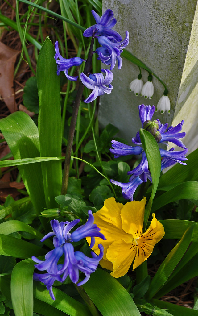 Viola, Hyacinth, and Leucojum