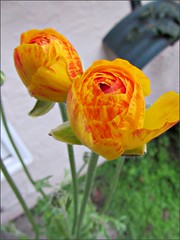 Yellow and orange ranunculus