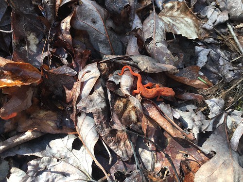 Orange salamander