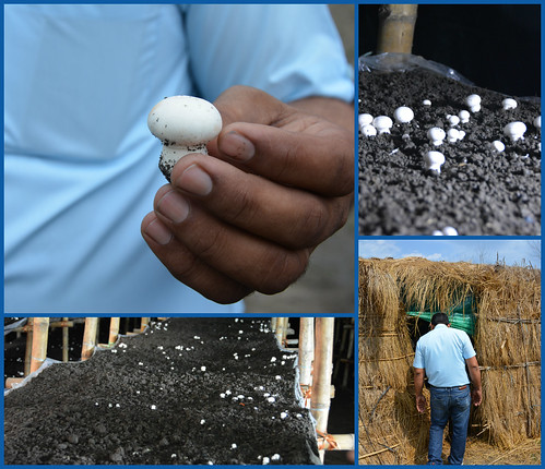 Sanjiv's integrated livestock-mushroom operations: Collage