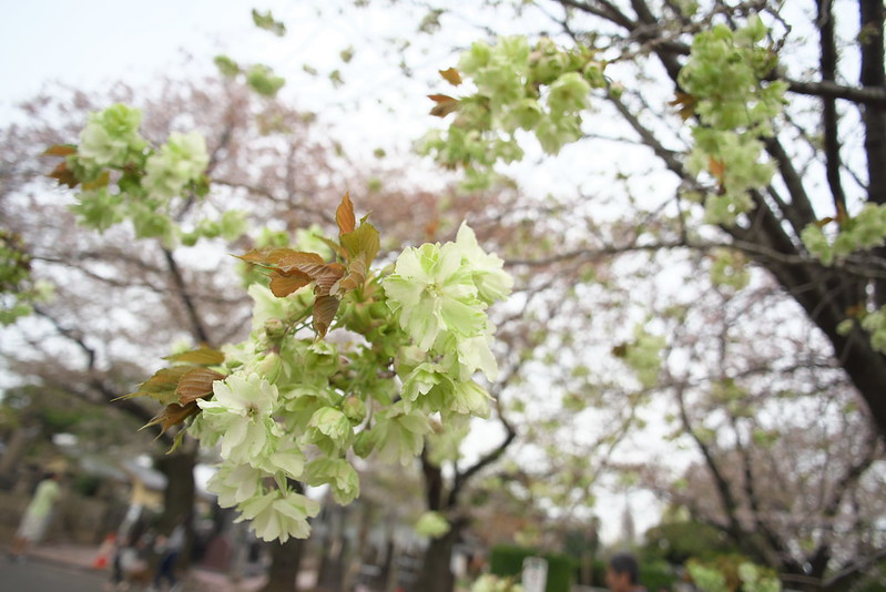 東京路地裏散歩 谷中霊園の鬱金桜 2016年4月9日