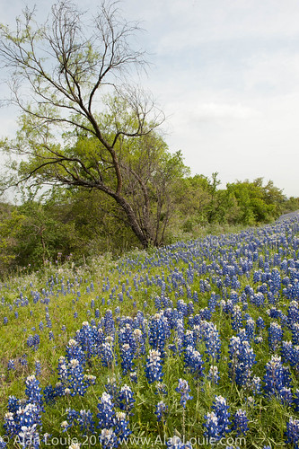 landscape flowers ussouthwest texas llano unitedstates us