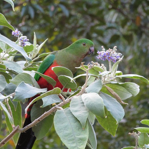 female king parrot - Copy