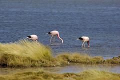 Flamingos at Salar de Tara