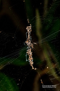 Trashline orb-weaver spider (Cyclosa sp.) - DSC_2238