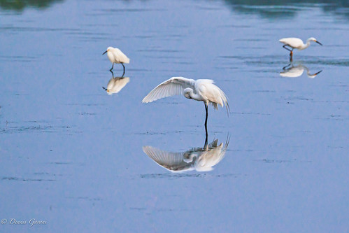 action bird bombayhook delaware egret reflection sunrise water wildlife smyrna unitedstates us