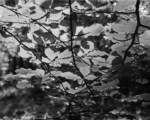 ancient woodland leaves rural northeast landscape black white bw monochrome lf largeformat 4x5 5x4 toyo sunlight branches