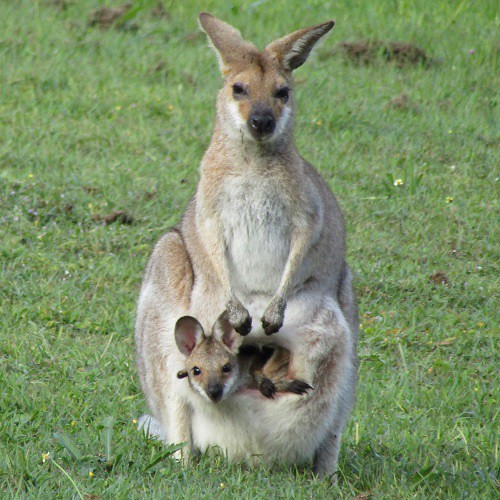 mama wallaby and joey - Copy (2)