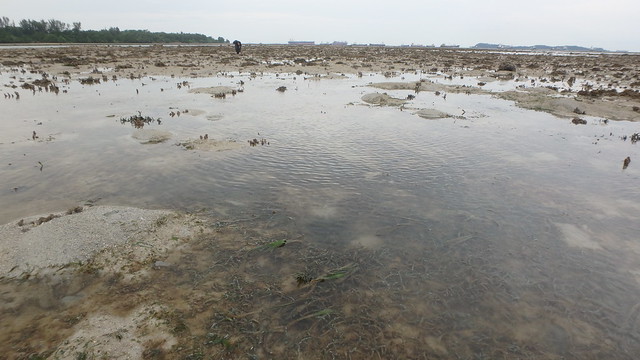 Seagrasses at Terumbu Raya, Jun 2018