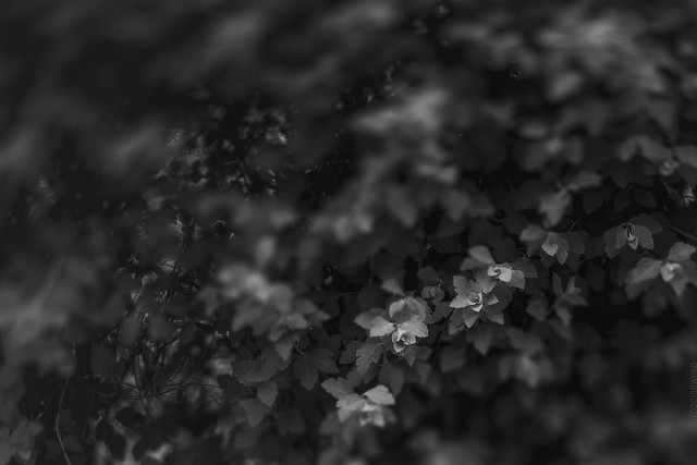 2018.05.31_151/365 - Obsession of Blurring