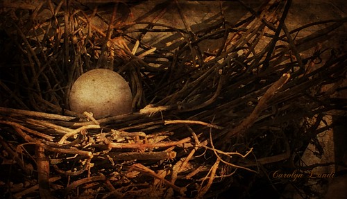 carolynlandi pennsylvania texture iphone nature landscape outdoors sticks egg nest dove doveegg northamptonpa lehighvalley lighting bird pergola interesting