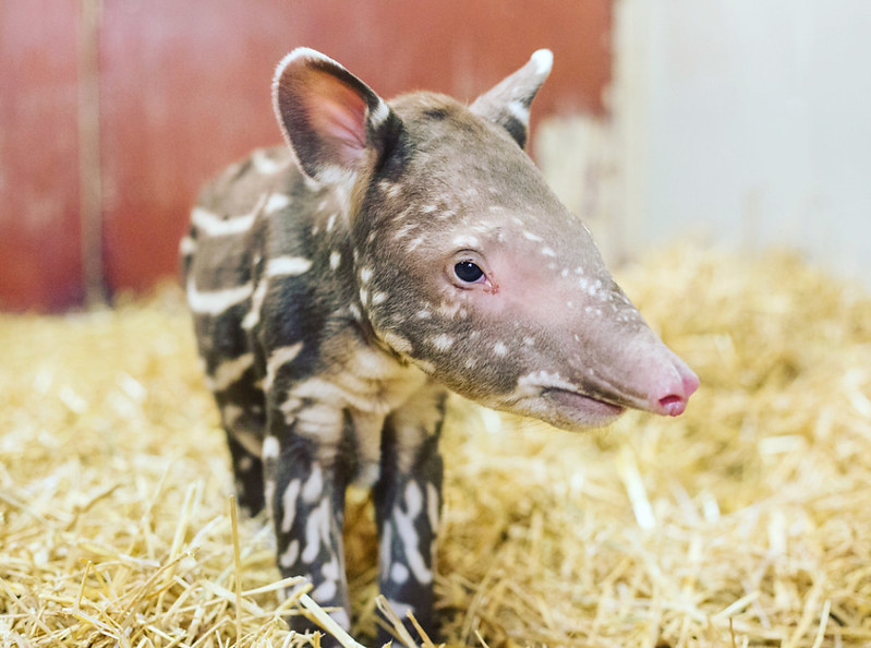 tapiren torsten