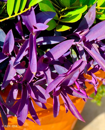 iphone8plus florida starmandscircle sarasota plant leaves purpleleaves sunshineandshadows preciouspurple smileonsaturday